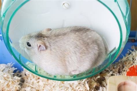 fetter hamster|Hamster hat Übergewicht .